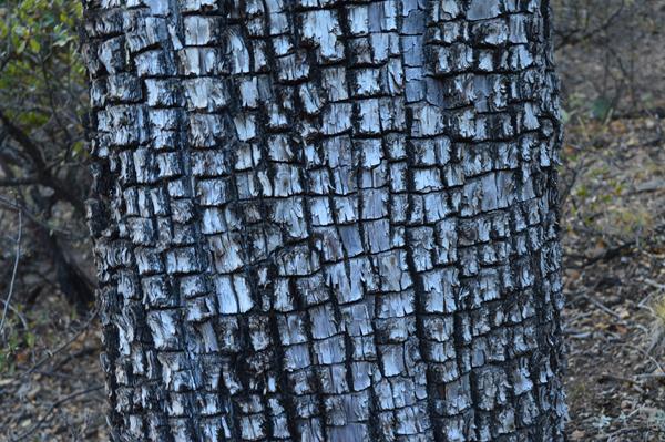 A gray tree trunk show a pattern of bark that resembles the hide of an alligator.