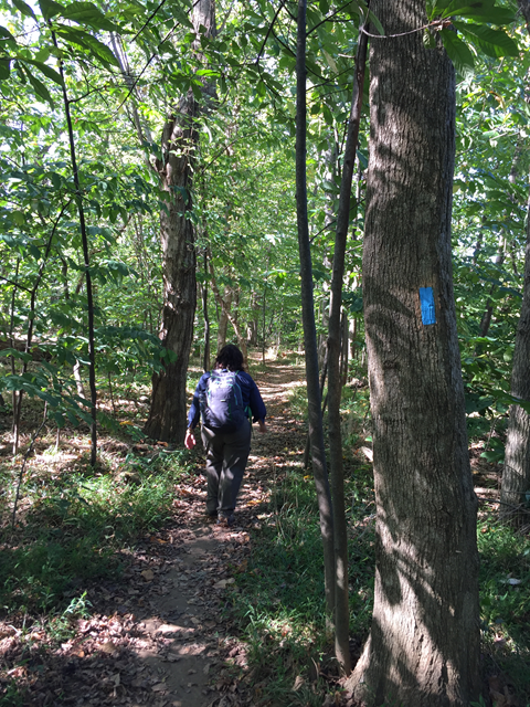 hiker on a natural surface trail though mixed-age trees