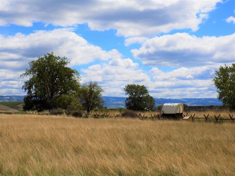 A yellow grass field with trees and a covered wagon in the distance, a partly cloudy blue sky