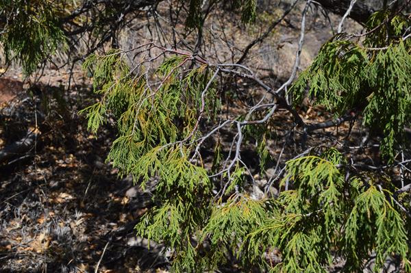 The leaves of the drooping juniper hang downwards off the branches, as if they were wilted.
