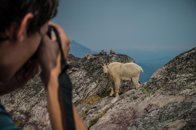 Mountain Goats
