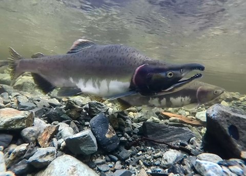 A male and a female fish swimming in a shallow river over a rocky bottom