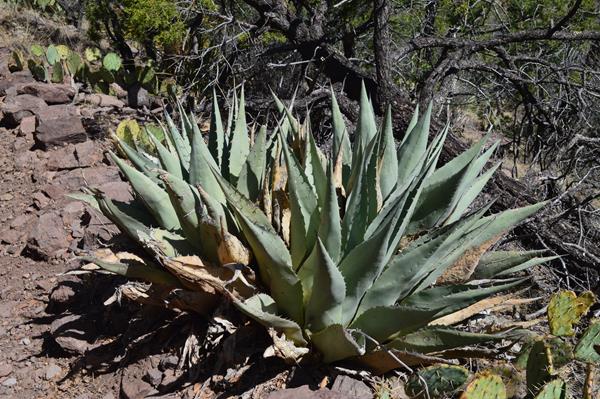 Two plants with wide, thick gray leaves growing out of a central base are located next to a trail.