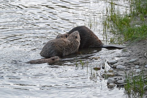 Two larger beavers sit out of the water while a small one swims up to them.