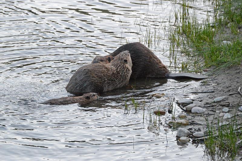 Beavers