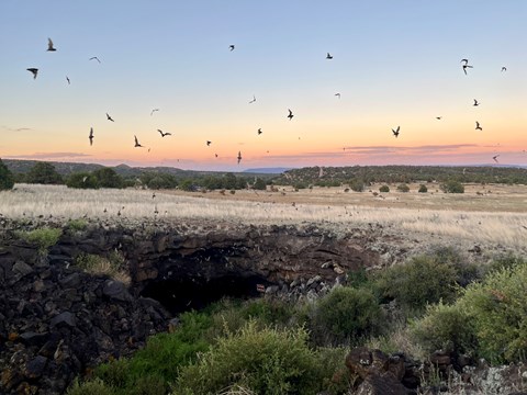 Bats fly over a lava tube cave at sunset.