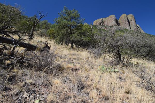 Grasses and a few trees cover a hillside