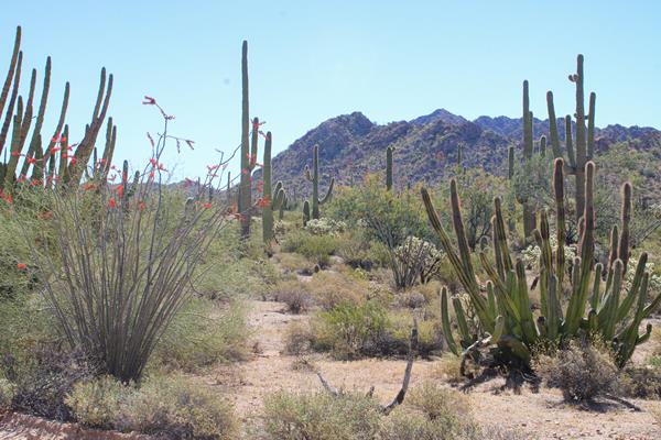 Desert landscape lush with many different