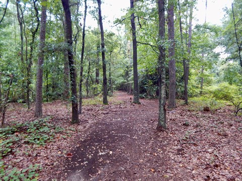 A dirt path winding through woods.
