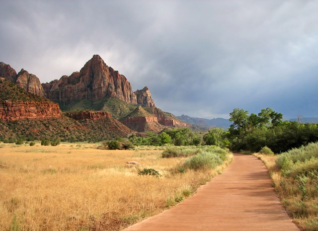 A tan paved trail runs through a meadow of yellow grasses toward a line of trees