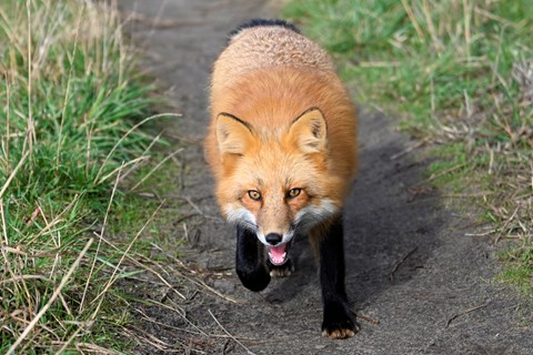 A red fox with black legs walking down path toward viewer.
