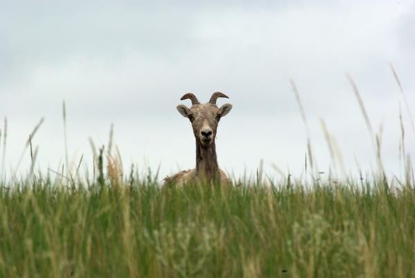 a bighorn sheep pops its head up and over tall green grasses.