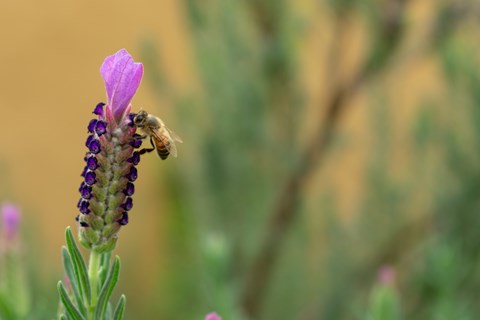 bee on purple flower in front of yellow wall