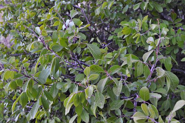 A shrub with smooth oval leaves and a waxy finish about 1.5 inches long.