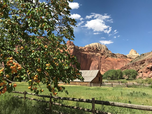 Apricots on a tree with an old barn and red cliffs in the background