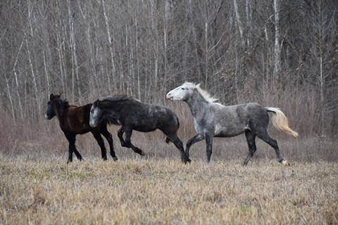 Three wild horses run across a grassy field.