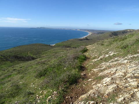 Green vegetation grows along a trail that descends a recently burnt oceanside hillside.
