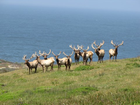 A group of bull tule elk standing on a green hillside, with the vast blue ocean behind them.