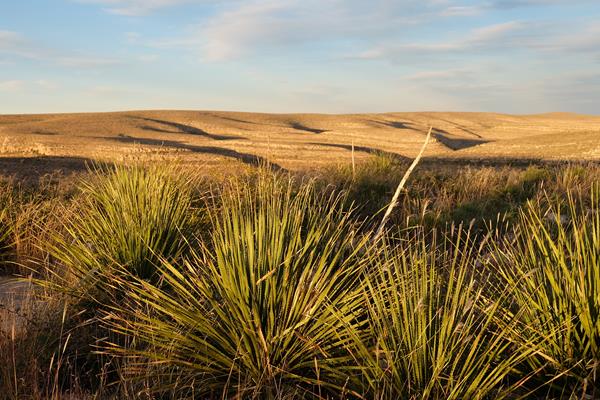 A photo of a sotol desert plant in the foreground and Walnut Canyon.