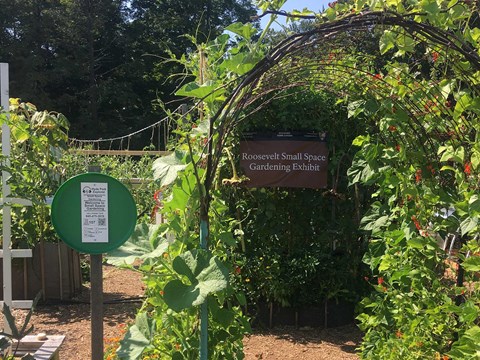 Beans grow over a trellis in a garden.