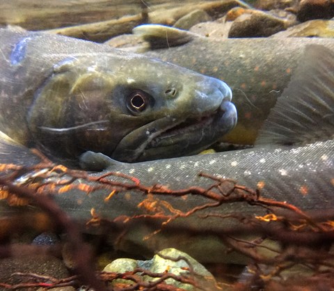 An underwater photo of three grey-green speckled fish in a rocky river.