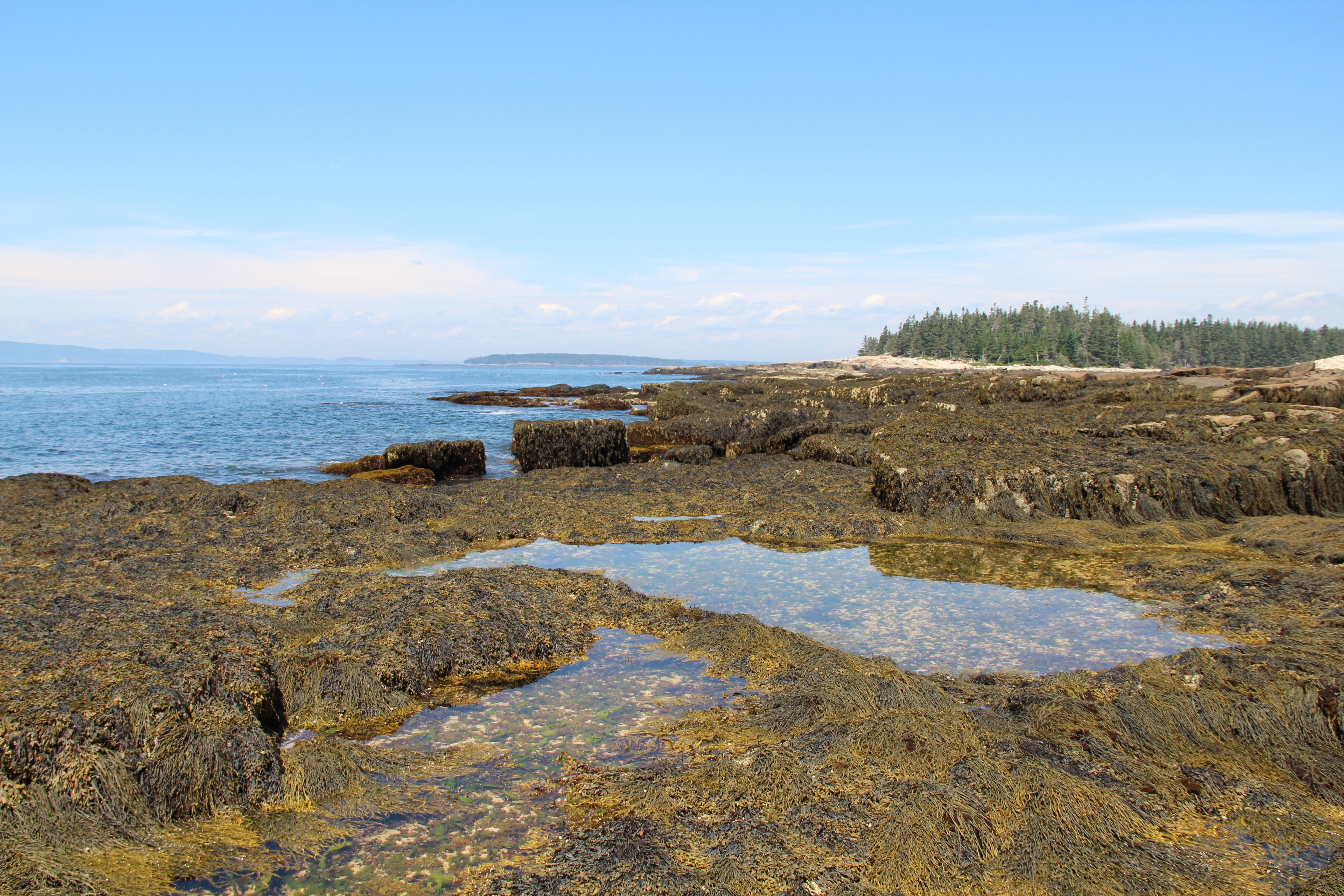 Tidepooling at the Schoodic Peninsula
