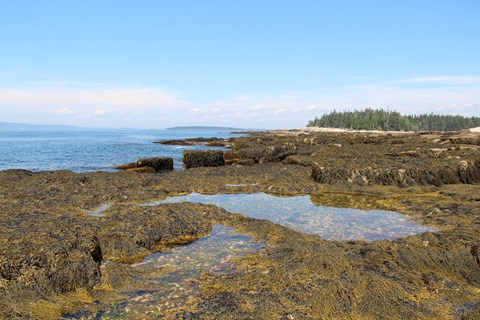 Tide pools at Sundew Trail's Cobble Beach.