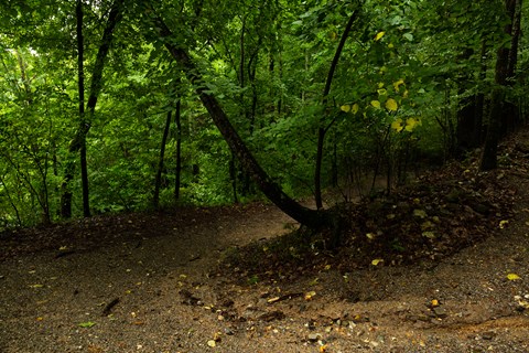 A shaded, highly vegetated piece of the forest with knobby, thin trees.