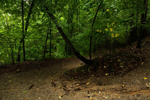 A shaded, highly vegetated piece of the forest with knobby, thin trees.