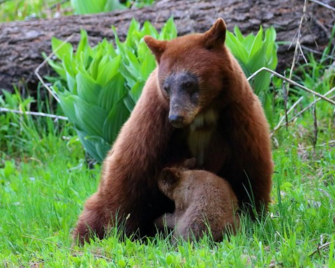 A brown colored black bear nurses her cub in green grass.