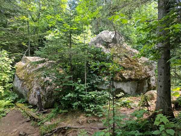 A trail and a portage trail wrap around a boulder in a forest.