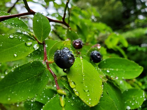 Small round blueberries against a field of wet green leaves