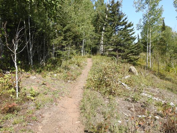 A trail with a forest on one side and shrubs on the other.