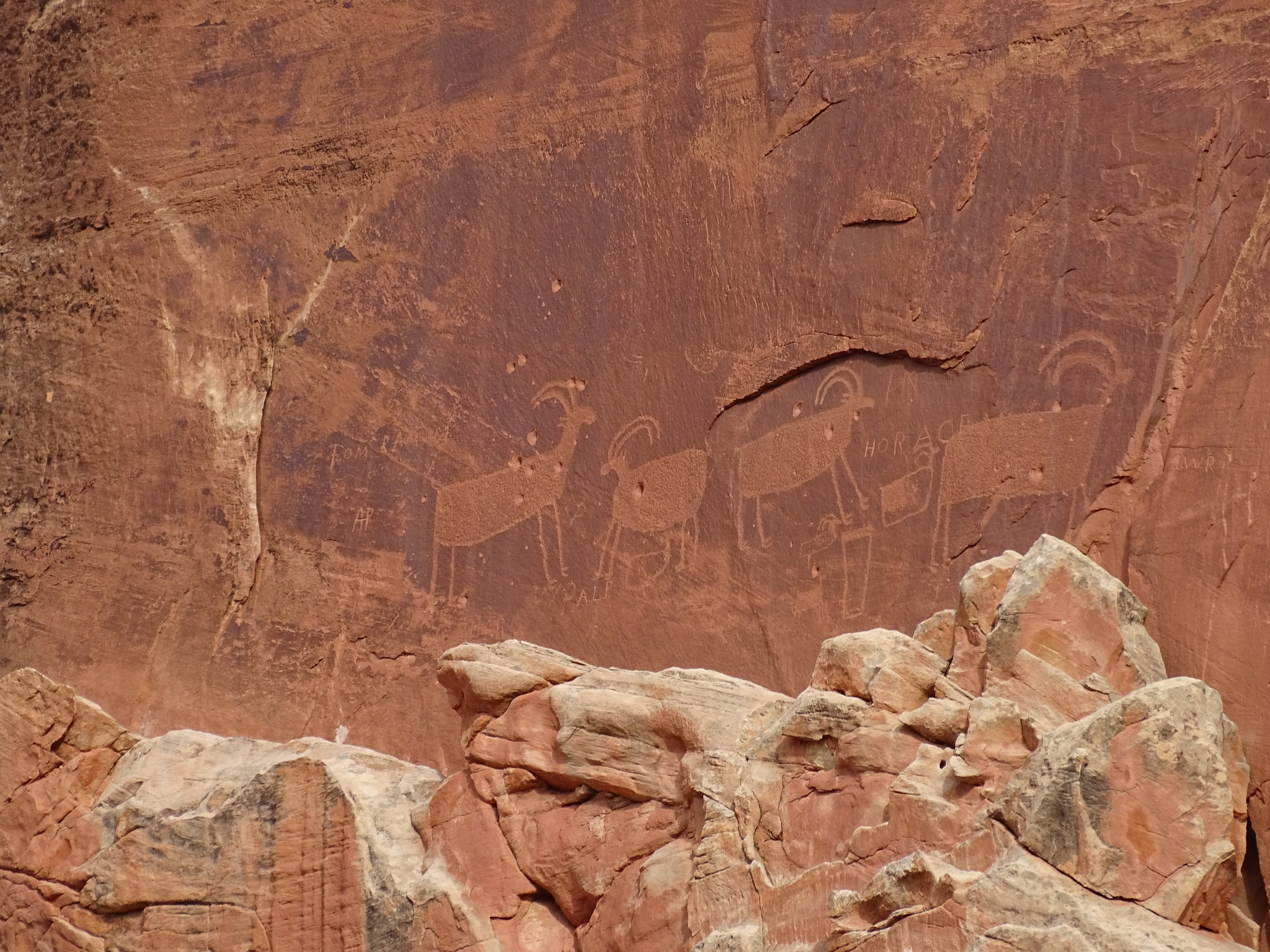 Bighorn sheep shaped images pecked into a red sandstone cliff