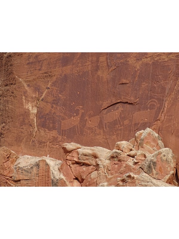 Bighorn sheep shaped images pecked into a red sandstone cliff