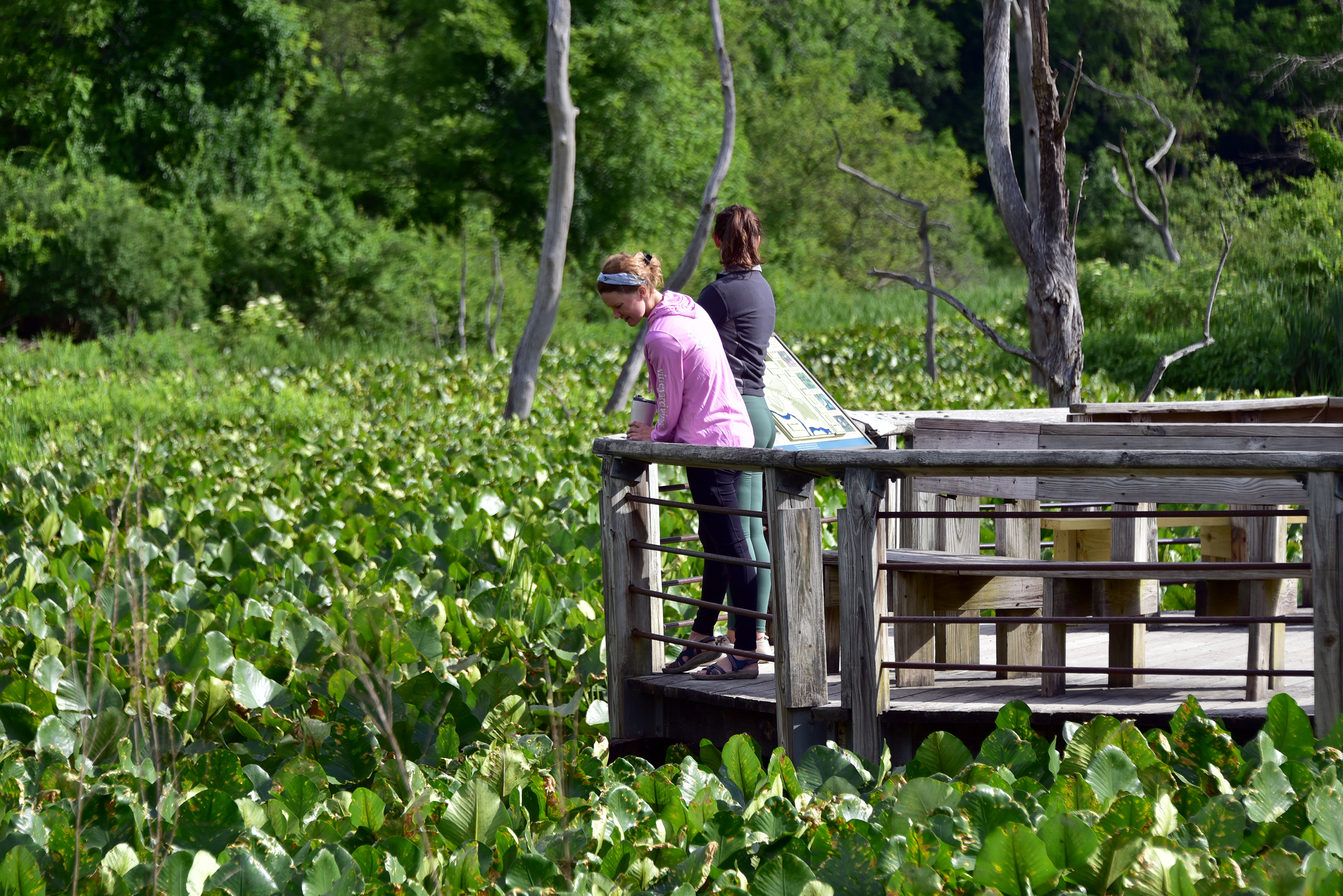 Two women look over a wooden railing at dense green lily pads dotted with dead trees.