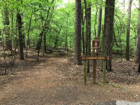 A trail leads through a heavily wooded forest.