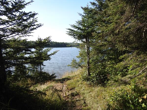 A view of a lake and shoreline framed by trees.