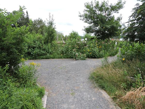 A path way in the middle of a garden.