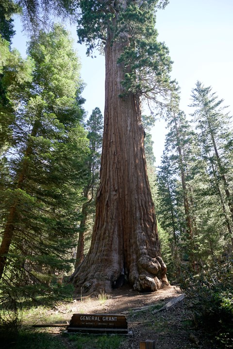 Reddish-brown giant sequoia trunk beside a wooden sign reading The General Grant Tree