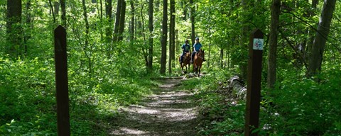 Two riders on horseback moving along a trail through the forest marked by wood posts.