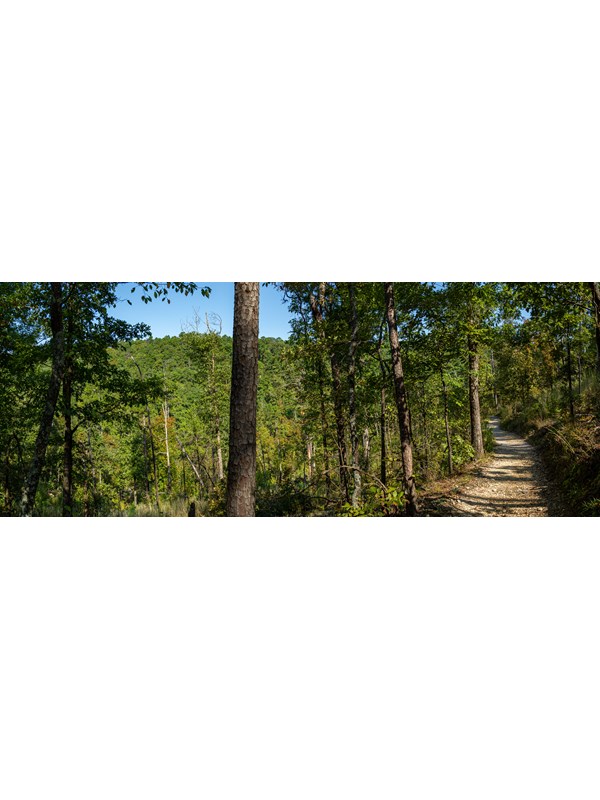 A gravel path leads through an a hillside forest.
