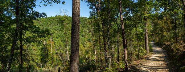 A gravel path leads through an a hillside forest.