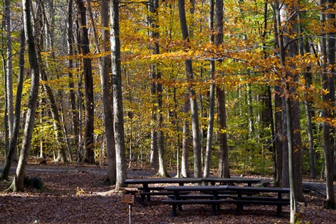A set of tables and benches amongst a fall colored forest.