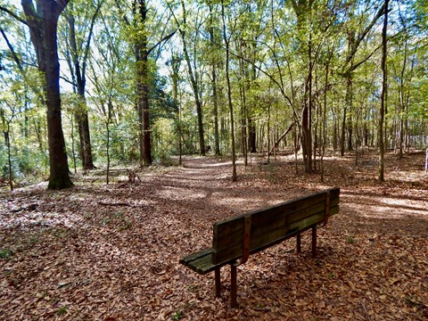 A park bench next to a leaf-covered dirt trail in woods.