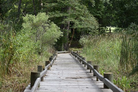Boardwalk over marsh