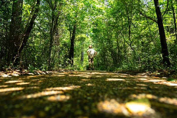 A young man stands in the middle of a packed gravel trail looking up to the lush green trees.