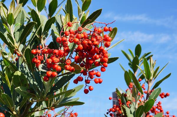 Green serrated leaves with large clump of small red berries.