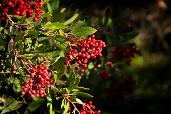 Green serrated leaves with bright red berries.