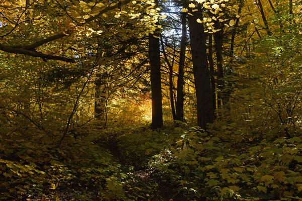 A thin dirt path winds through a forest of deciduous trees turning yellow and gold in the fall.